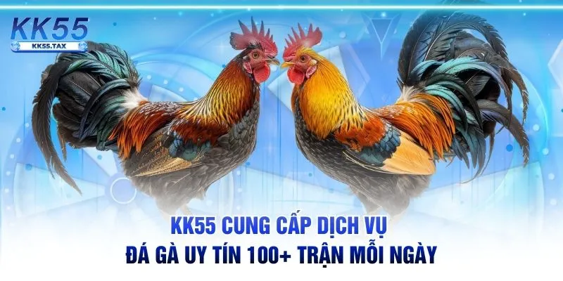 KK55 cung cấp dịch vụ đá gà uy tín 100+ trận mỗi ngày